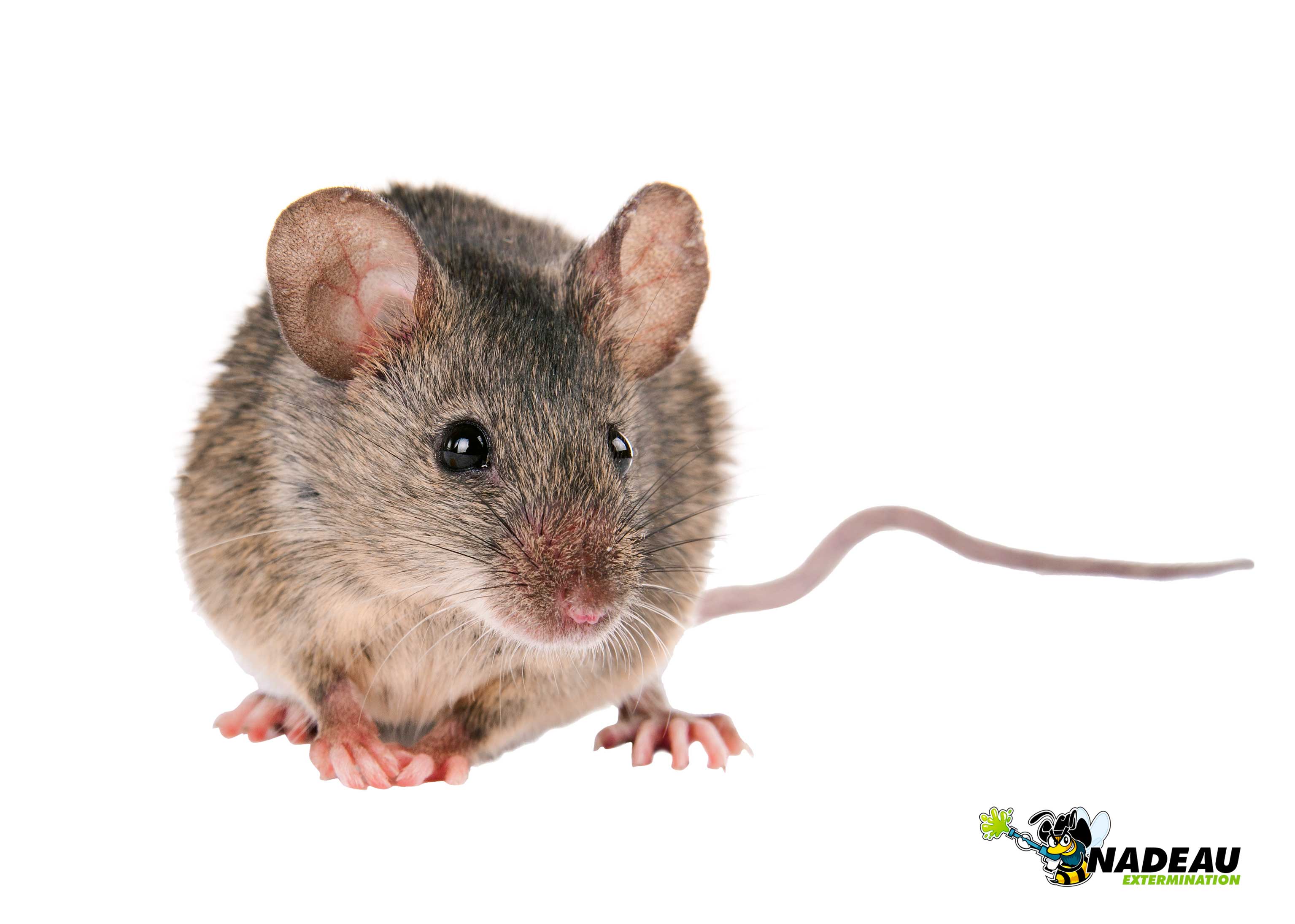 Mimi la souris picture