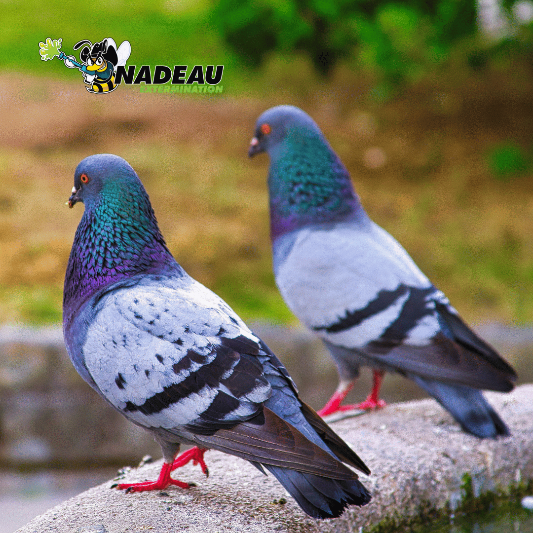 deux pigeons sur le bord d'une fontaine